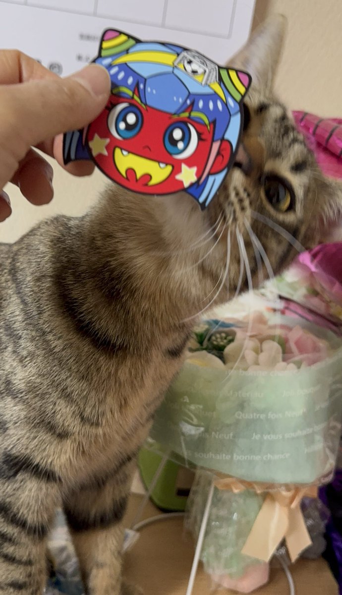 218chiharu's tweet photo. コロちゃんが鬼退治をしてくれました

どうでもいいけど前足の黒色の模様の太さが両足で繋がっていて可愛い https://t.co/7icYaLblM5