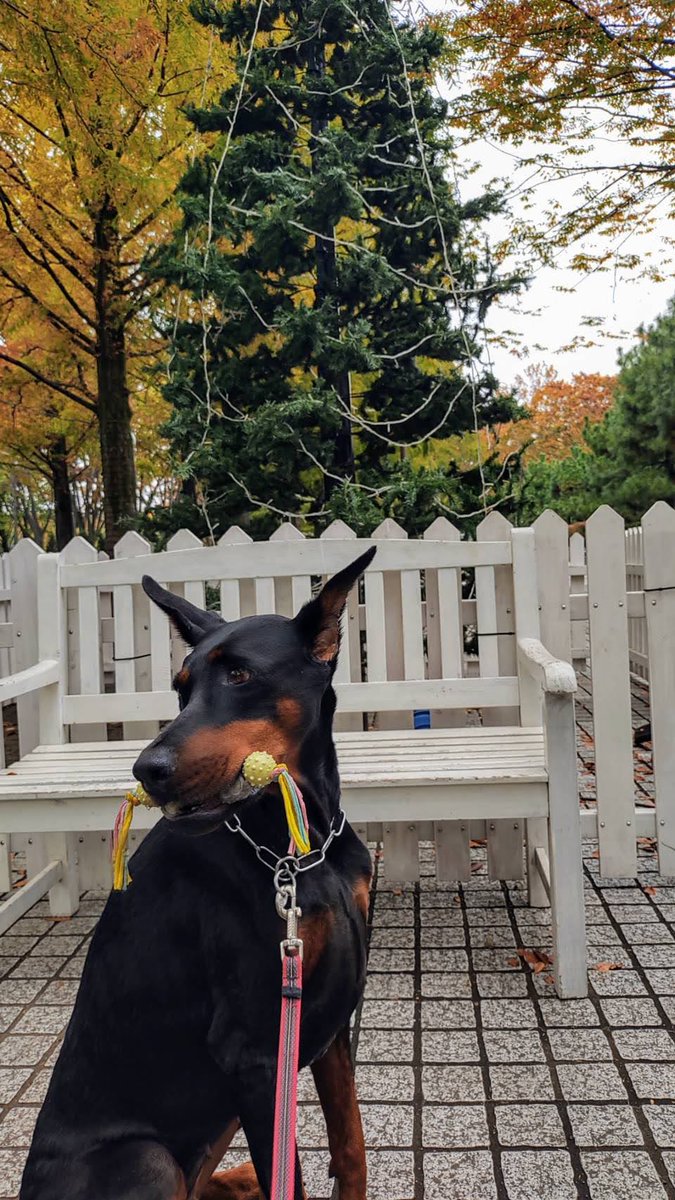 モトロ (@motoro_) on Twitter photo 