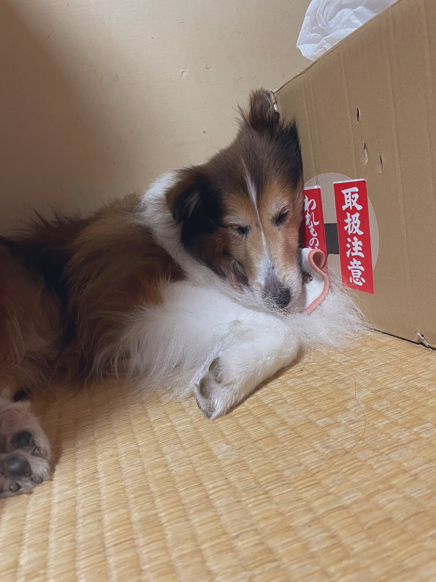 sheltie_gn's tweet photo. 📦💤

#シェルティ
#sheltie
#シェットランドシープドッグ https://t.co/s2EujYhrIx