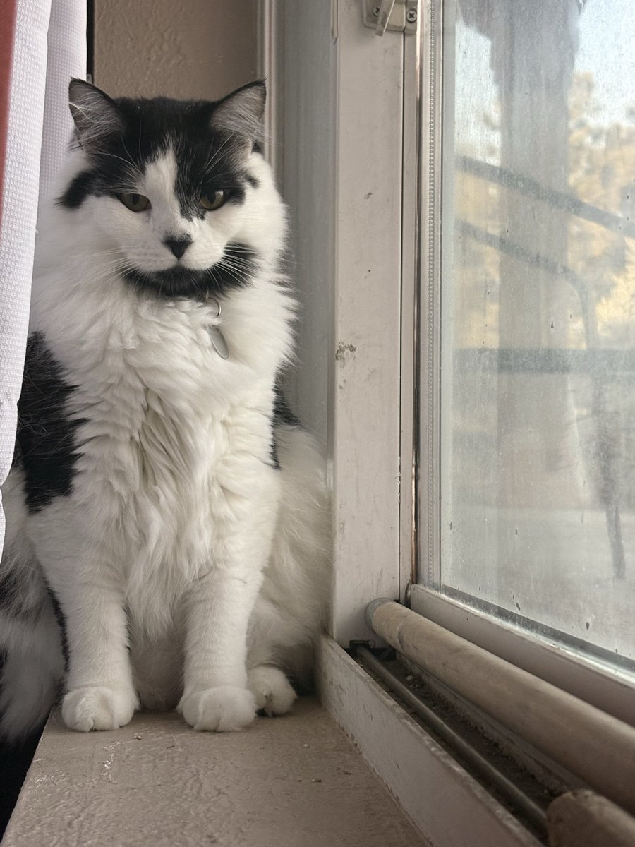 MaryRauda94's tweet photo. @PostsOfCats 🥺🥺💕💕 https://t.co/4Ezj1ek7vL