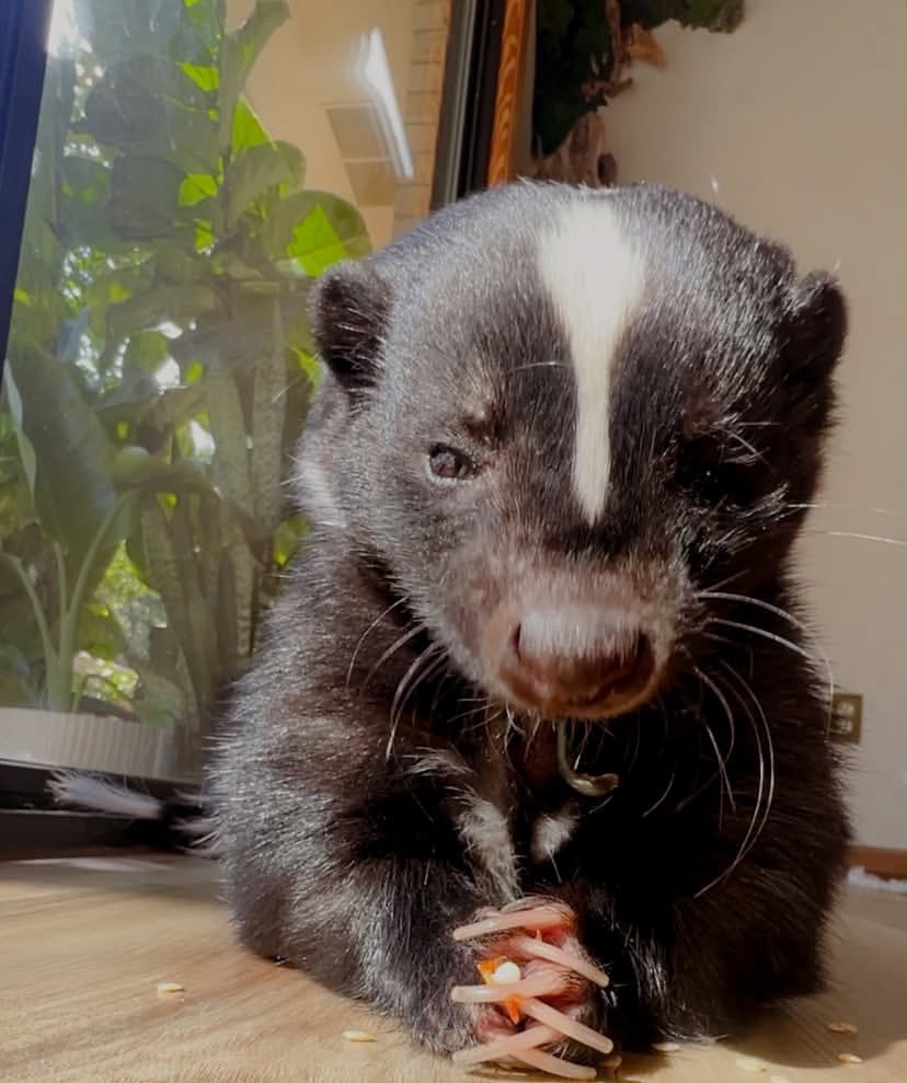 Heisler🦨 tweet media