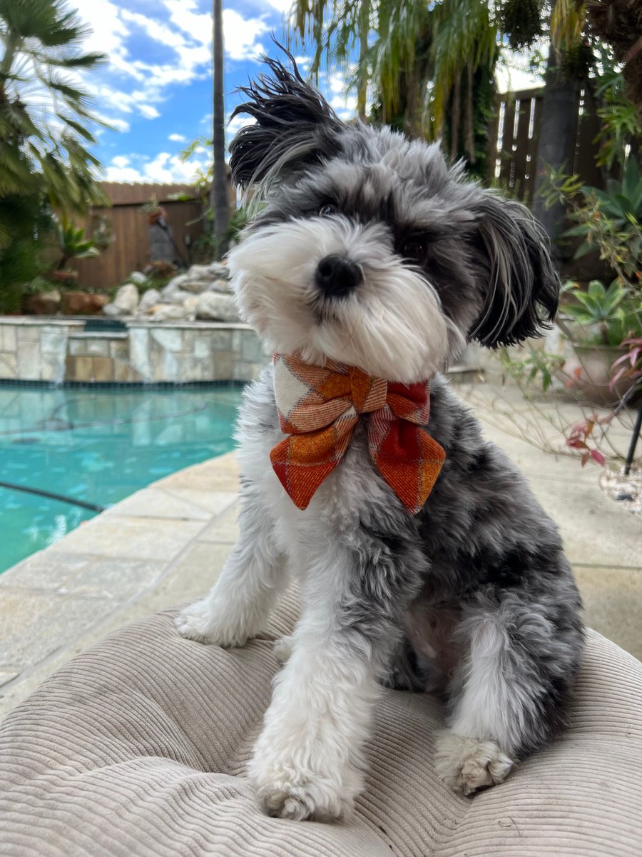 bolt.new tweet media