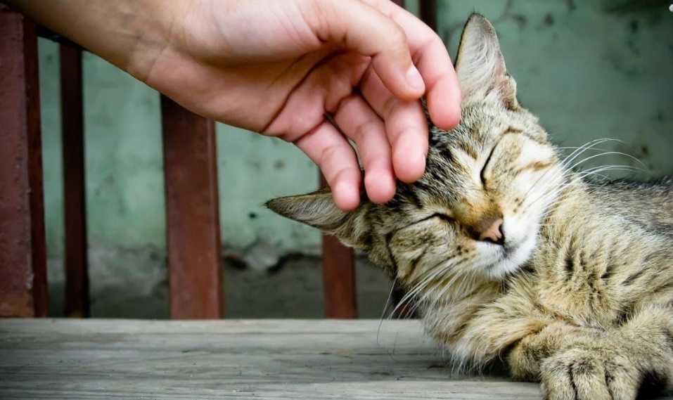 Araştırmaya göre, kedilere iyi davrananların hayatı da iyi oluyor. (Kyoto Üniversitesi)