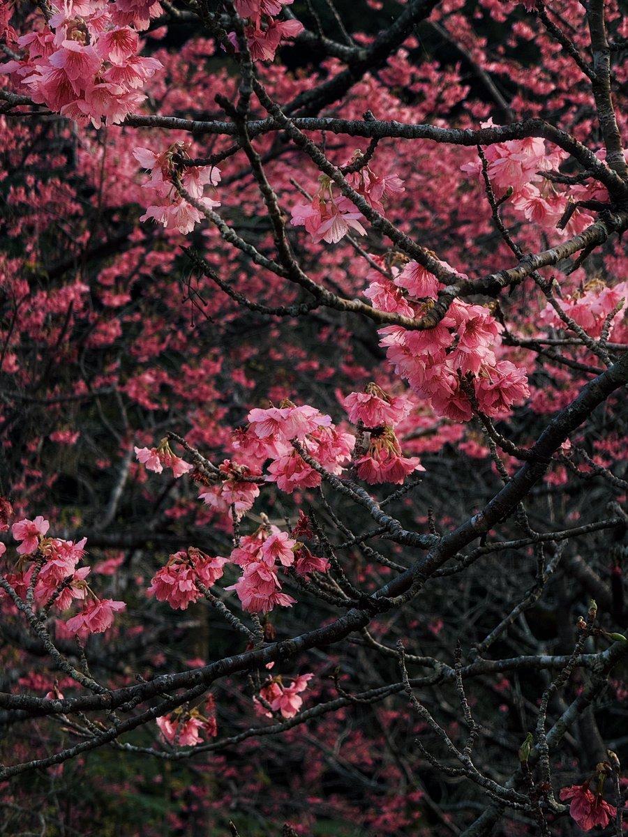 日本一早い桜。