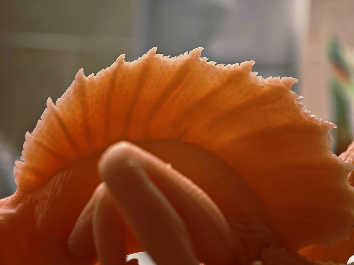 Arte Mix@WF3-17-04 tweet media