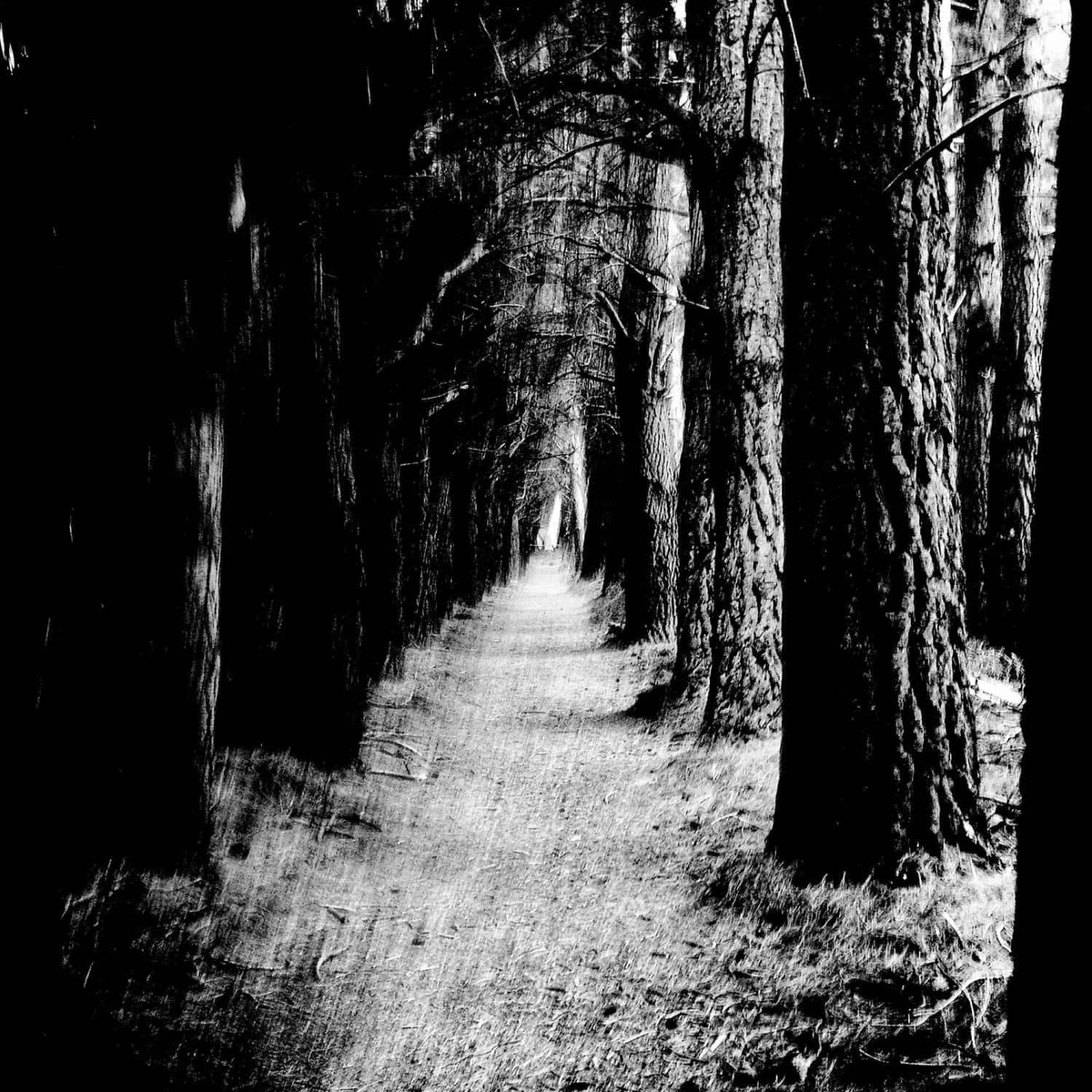 Norman Records tweet media