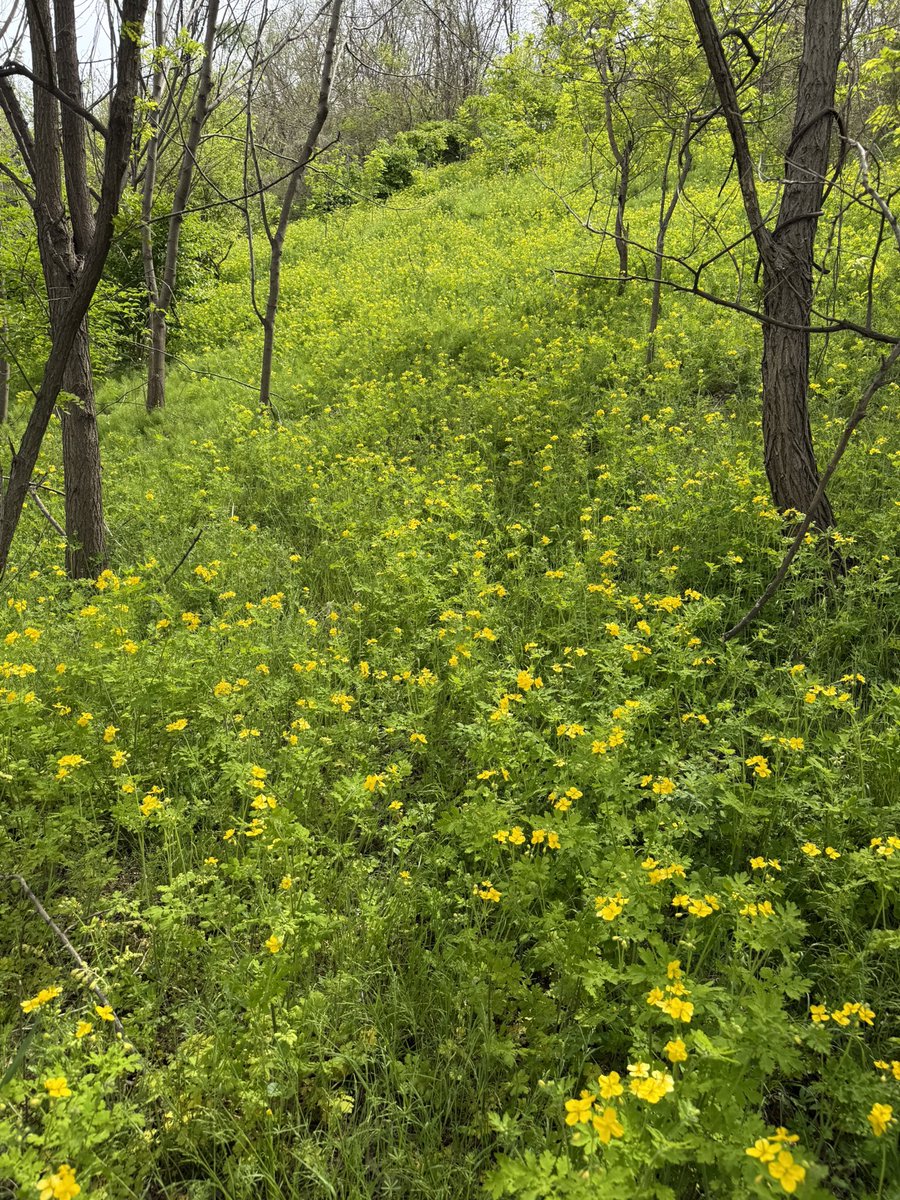 sulfatereducing's tweet image. 1. 나무를 심고 숲을 가꾸고 싶다
2. 기후 위기 시대, 연대를 원한다
3. 생태 조사에 관심이 있다
4. 서울시 마포구
= 노을공원시민모임의 ‘개미’가 되어보세요!

IG: @nogosimo
buly.kr/1n4Lulj