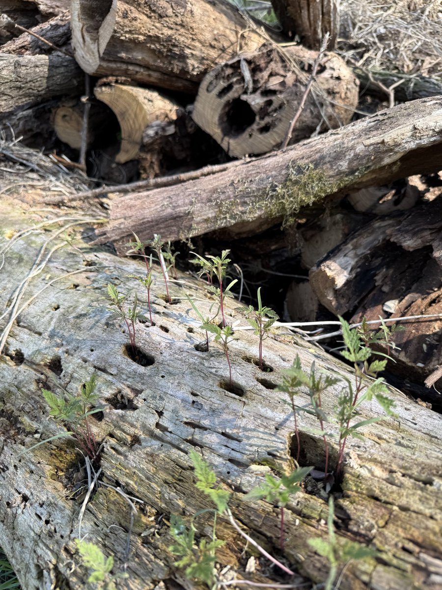 sulfatereducing's tweet image. 1. 나무를 심고 숲을 가꾸고 싶다
2. 기후 위기 시대, 연대를 원한다
3. 생태 조사에 관심이 있다
4. 서울시 마포구
= 노을공원시민모임의 ‘개미’가 되어보세요!

IG: @nogosimo
buly.kr/1n4Lulj