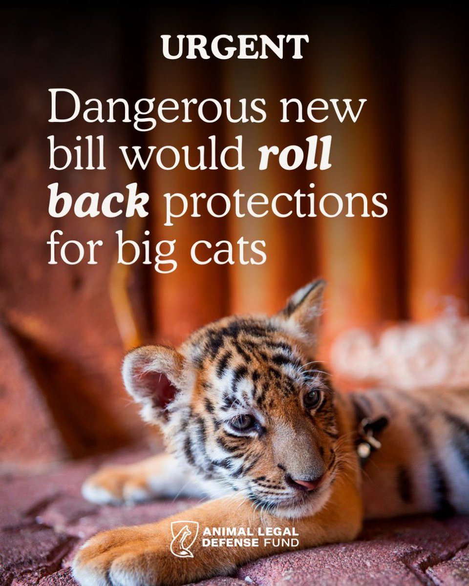 Nutmeg's Crew🌻🇺🇦 tweet media