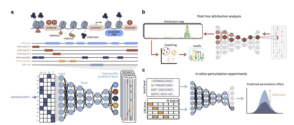 Toward Interpretable and Generalizable AI in Regulatory Genomics

1 The review reframes seq2func models as living systems that improve through continual AI–experiment feedback loops instead of one-off training, arguing that static benchmarks hide systematic failure modes.

2 It