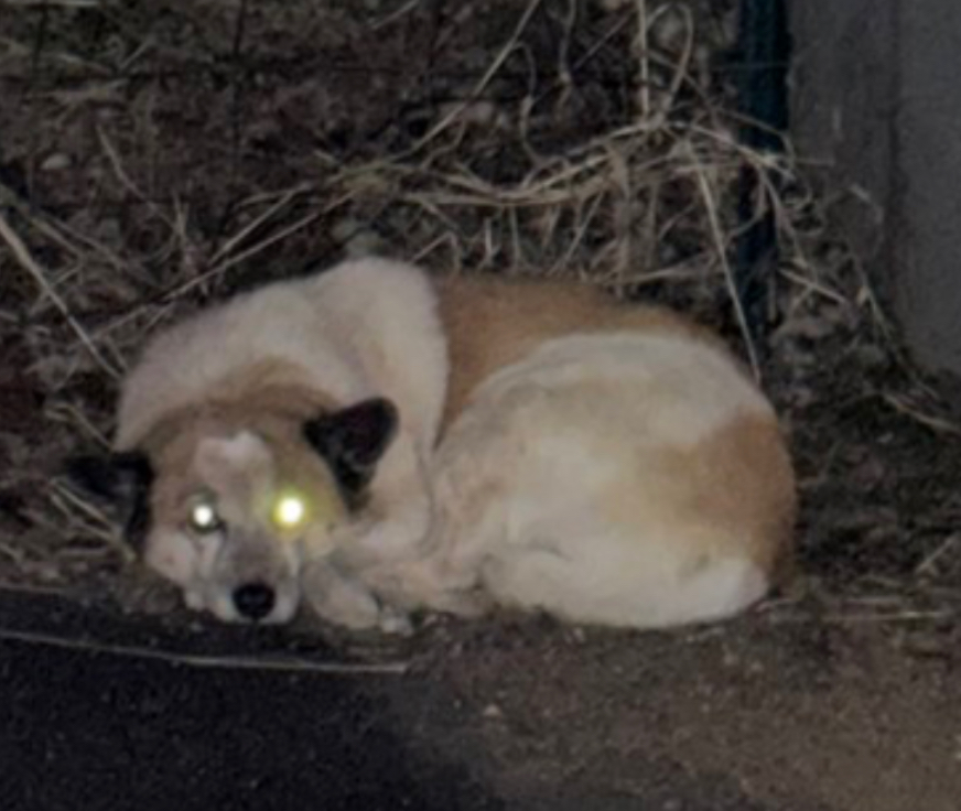 🐶目撃情報 #迷子犬 #迷い犬 #埼玉県 2026.2.3 埼玉県飯能市茜台 白茶