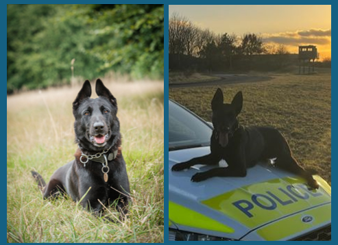 BCH Police Dogs tweet media