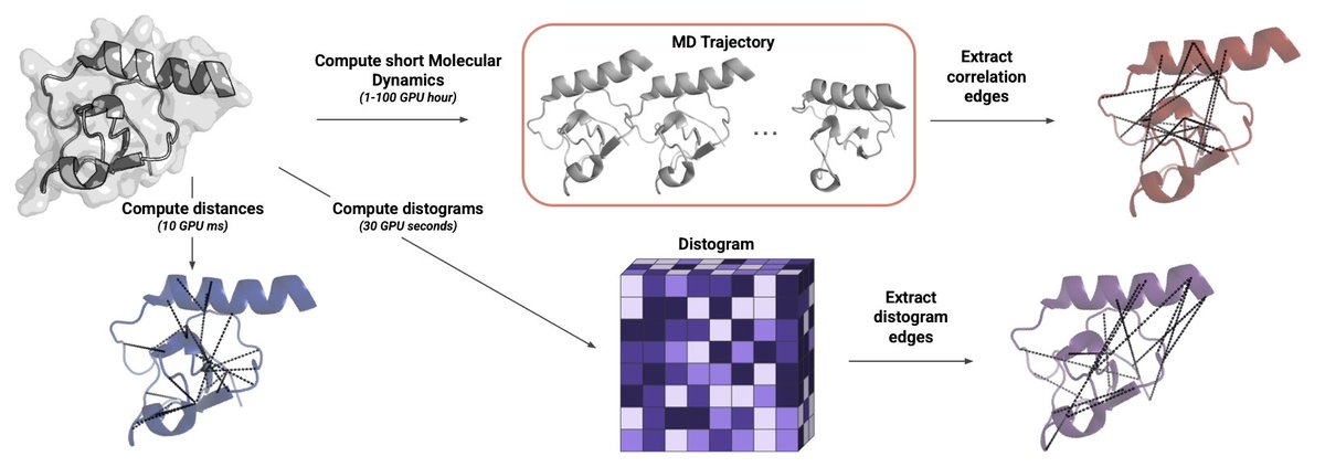Learning Dynamic Protein Representations at Scale with Distograms

1. The authors bypass expensive MD by mining AlphaFold2/Boltz2 distograms—probability maps of residue–residue distances—to inject true conformational heterogeneity into graph neural networks without generating a