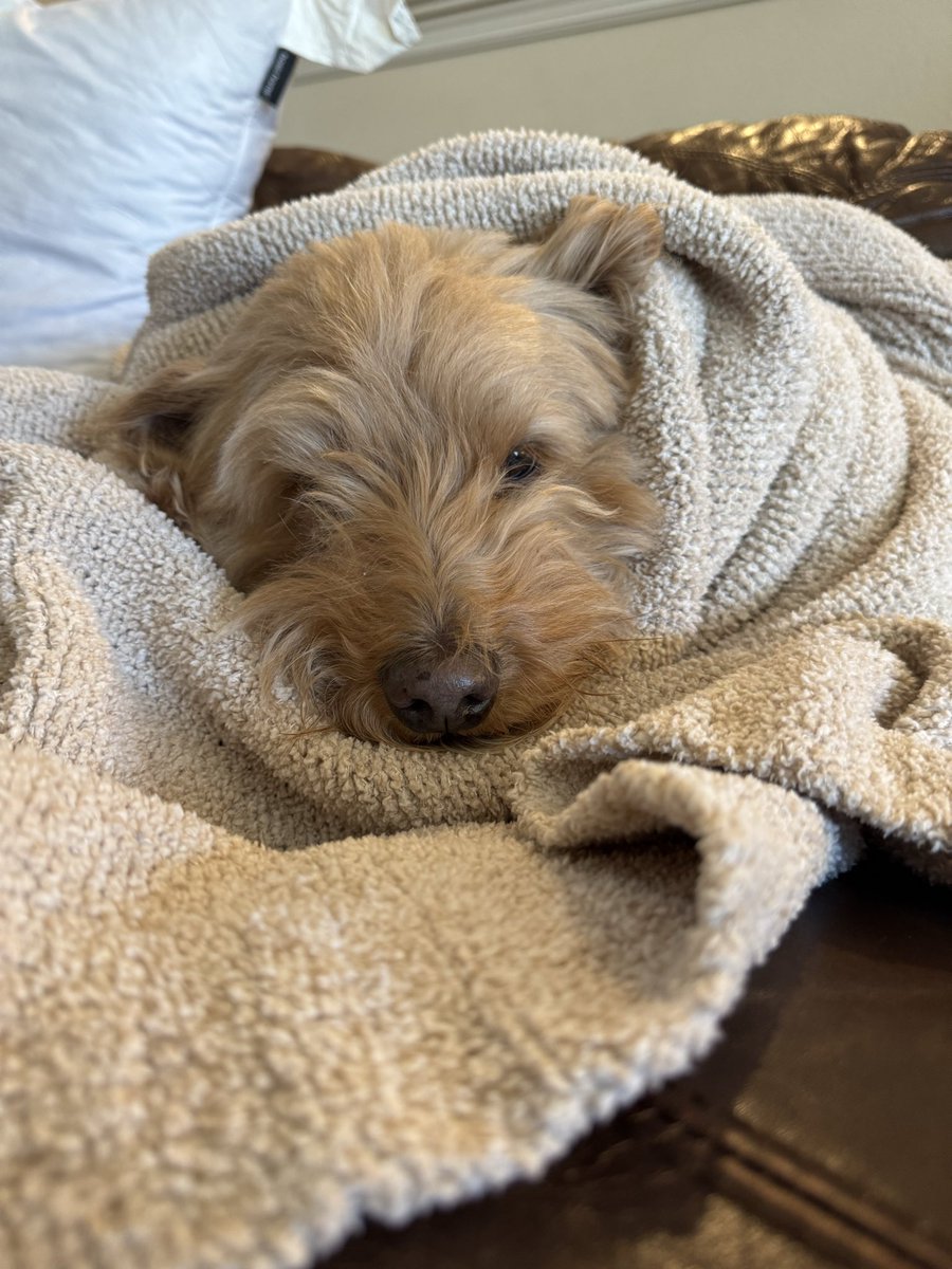 Whooey's tweet photo. @TayVictoria8 Ryder does same at vet he’s cold now tho 🐾 🥶 https://t.co/lFKLSjgrP3