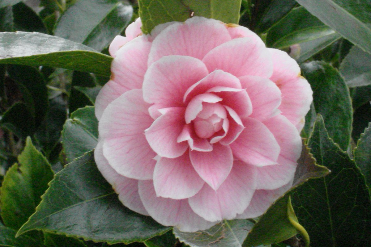 Plant Heritage tweet media