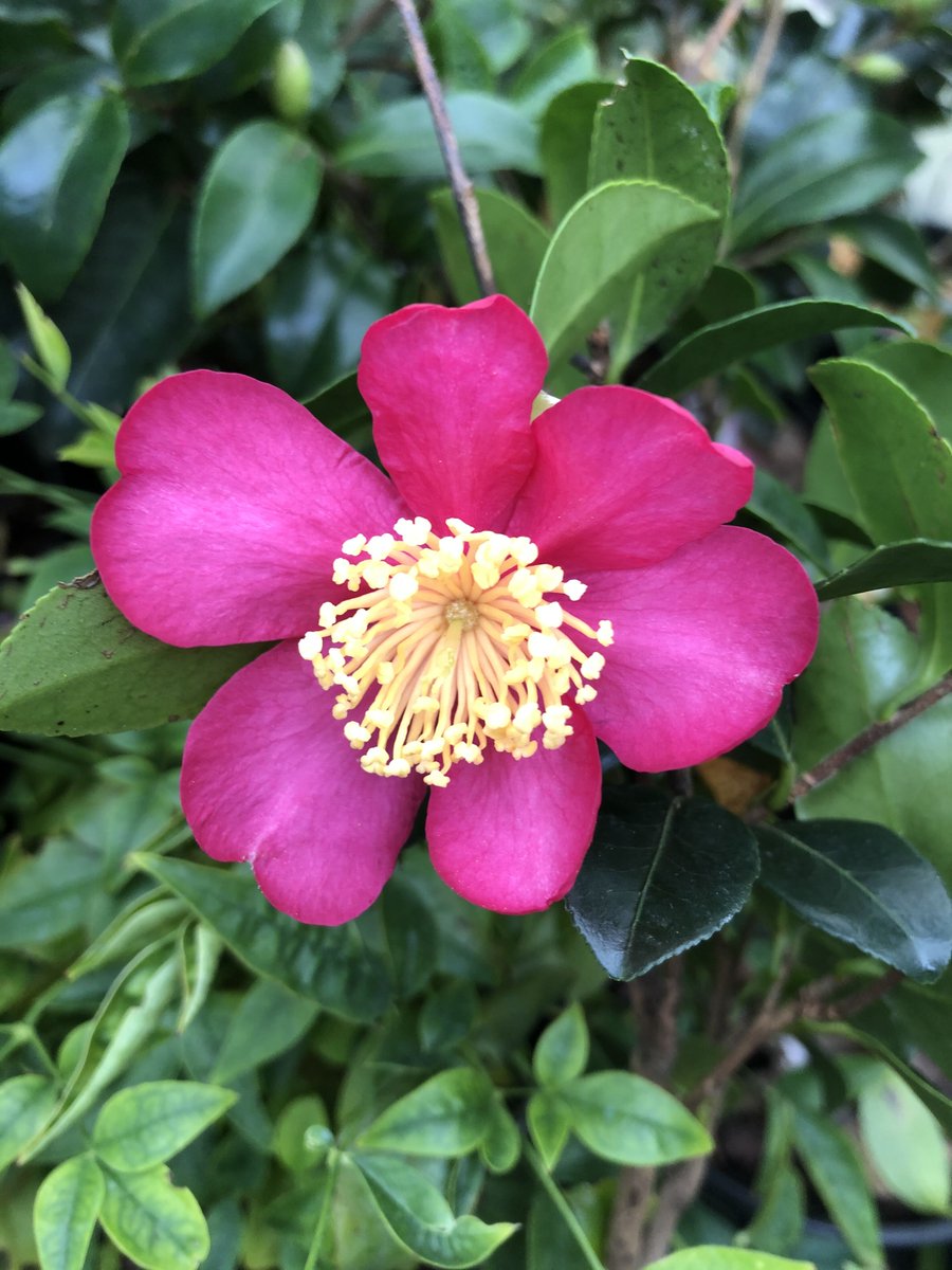 Plant Heritage tweet media