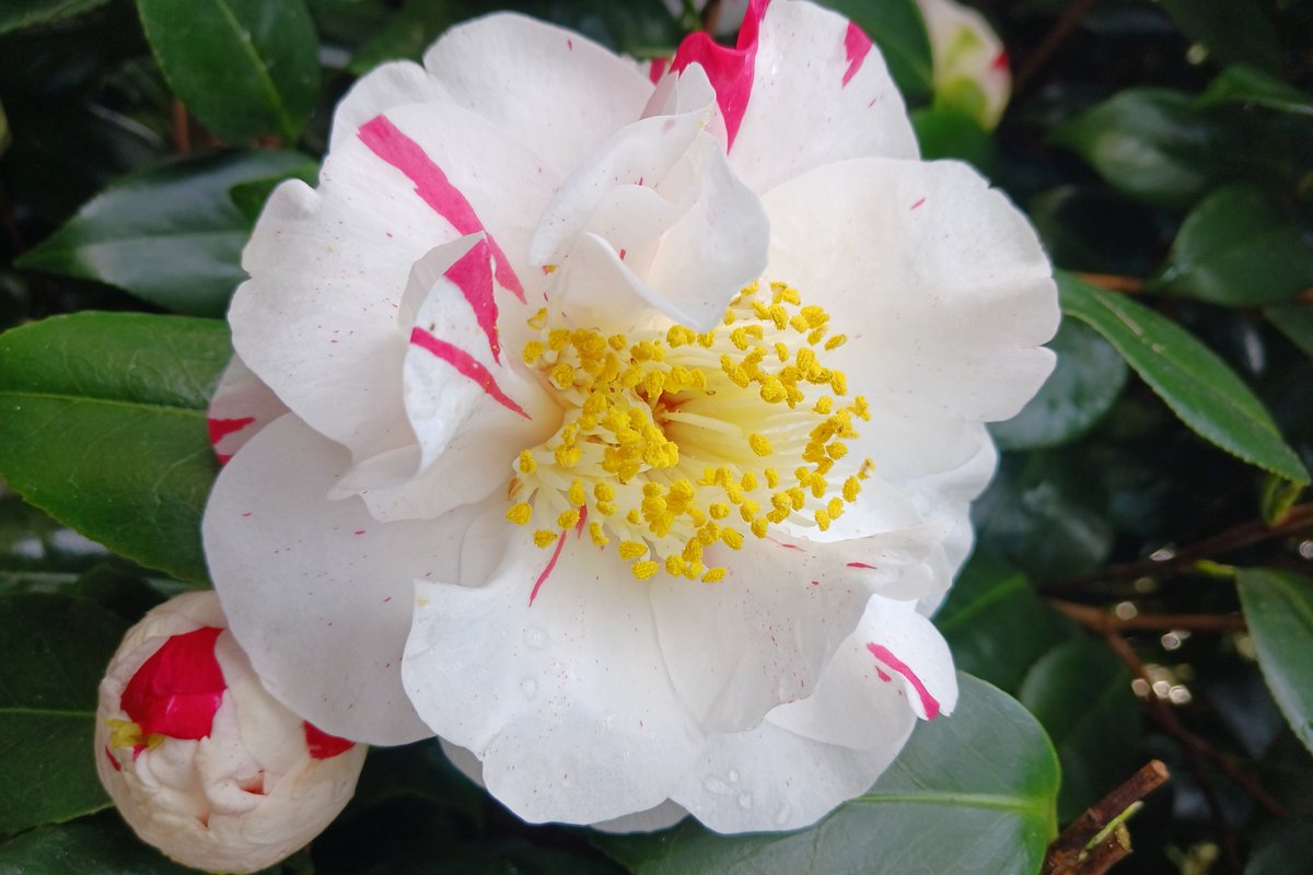 Plant Heritage tweet media