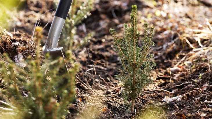 TwoSidesNA's tweet photo. We’ve all heard the term “deforestation,” but what does it really mean?
Learn what it actually means and about the paper industry's efforts to focus on reforestation in North America!
https://t.co/mdjEUt8oeh
#deforestation #paperfacts #reforestation https://t.co/OCCAPYDxyN