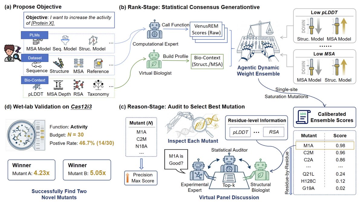 BiologyAIDaily's tweet photo. Rank-and-Reason: Multi-Agent Collaboration Accelerates Zero-Shot Protein Mutation Prediction

1 New SOTA on PROTEINGYM: a 0.551 Spearman ρ beats the prior best 0.518 by combining protein language models with a LLM-driven multi-agent panel instead of hand-tuned ensembles.

2 Two-stage agentic pipeline: Rank-stage fuses sequence/structure/MSA scores via a Computational Expert + Virtual Biologist that auto-calibrates weights; Reason-stage deploys a Virtual Expert Panel (statistical, structural, wet-lab auditors) to veto biophysically implausible hits.

3 Top-5 hit rate jumps 367 % on the high-coverage PROTEINGYM-DMS99 subset under tight N=30 budgets, showing the gap between global correlation and real selection precision is closed by inference-time chain-of-thought auditing.

4 Wet-lab proof on Cas12i3 nuclease: 14/30 variants improve activity (46.7 % success), two mutants reach 5.05× and 4.23× WT cleavage, validating the framework’s zero-shot utility for CRISPR enzyme engineering.

5 Framework is backend-agnostic: users can hot-swap any PLM or LLM; open prompts and modular code let labs plug proprietary predictors into the same auditing protocol.

💻Code: https://t.co/rVvrhtDBoP  
📜Paper: https://t.co/NAtloLK1xE
#ProteinEngineering #ZeroShotLearning #MultiAgentSystems #CRISPR #DirectedEvolution #Bioinformatics