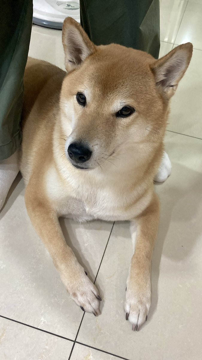 想狗勾ㄌ 希望有機會可以解鎖跟柴犬抱睡
我也想當一隻狗 可以每天睡到爛 嗷