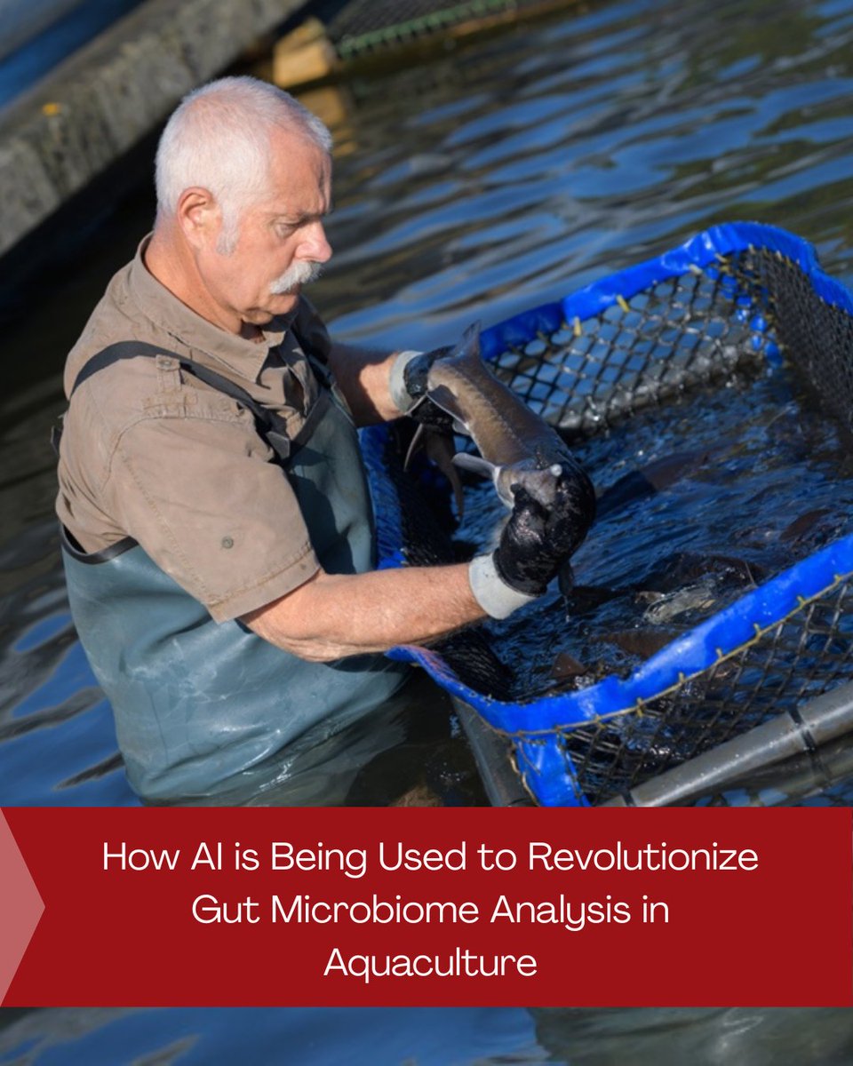 🐟 Aquaculture is a vital player in the global food market, supplying half of the world’s seafood. 

Now,  companies are looking to new technologies that can detect fish health instantaneously, before it becomes a problem.

Learn more ➡️ fishsens.com/using-ai-to-re…

PC: AquaGut.