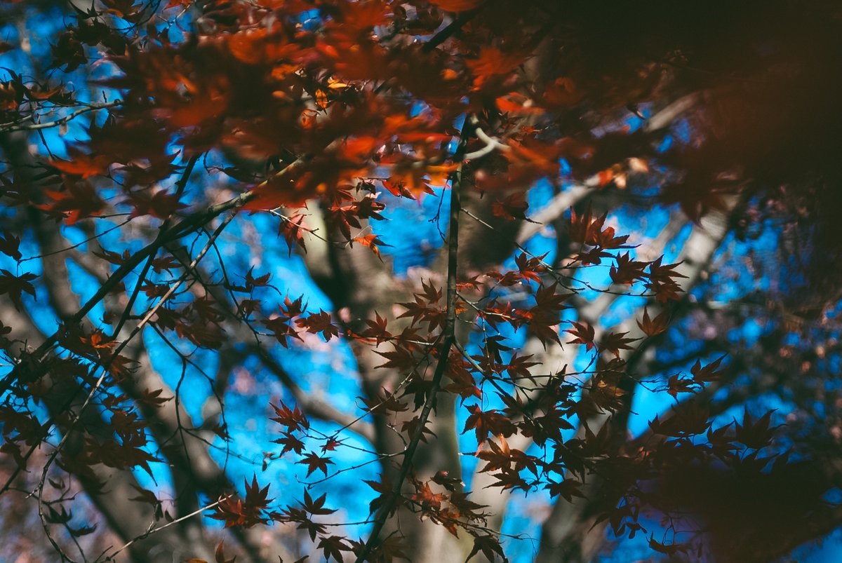 komeharuka's tweet photo. 紅葉
#photography #d40x https://t.co/1YHcrr5712