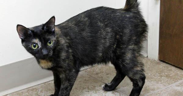 Sun Chron Mansfield tweet media