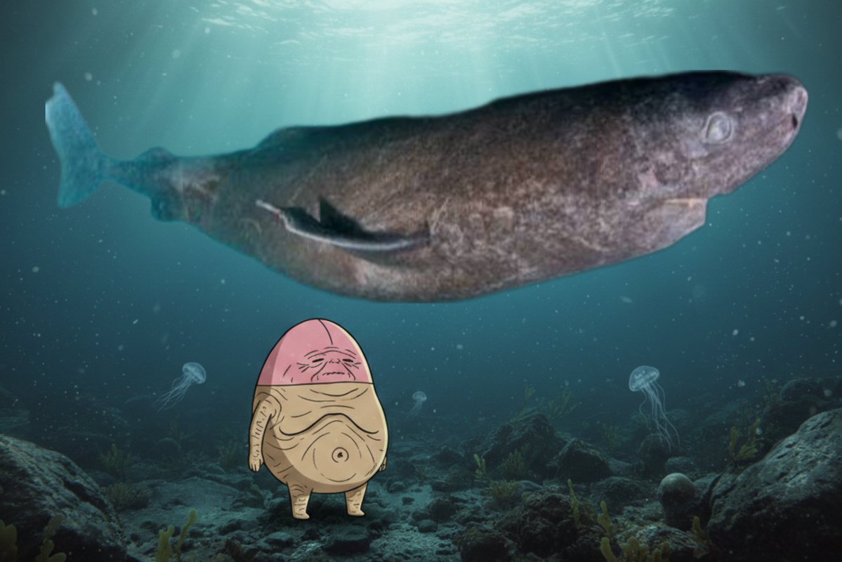 400 years old… you think that DIH still work? $SHARK $DIH