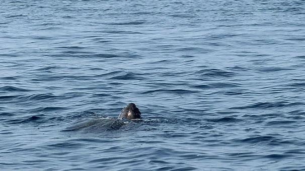 في تسجيل نادر.. «الحياة الفطرية» يرصد سلحفاة جلدية الظهر في البحر الأحمر. سجّل المركز الوطني لتنمية الحياة الفطرية رصدًا نادرًا لسلحفاة جلدية الظهر في البحر الأحمر، المصنّفة ضمن الأنواع المهددة بالانقراض بشكل حرج، وذلك على بُعد 30 كيلومترًا من محافظة القنفذة، ضمن محمية الثقوب الزرقاء البحرية المُعلن عنها حديثًا 