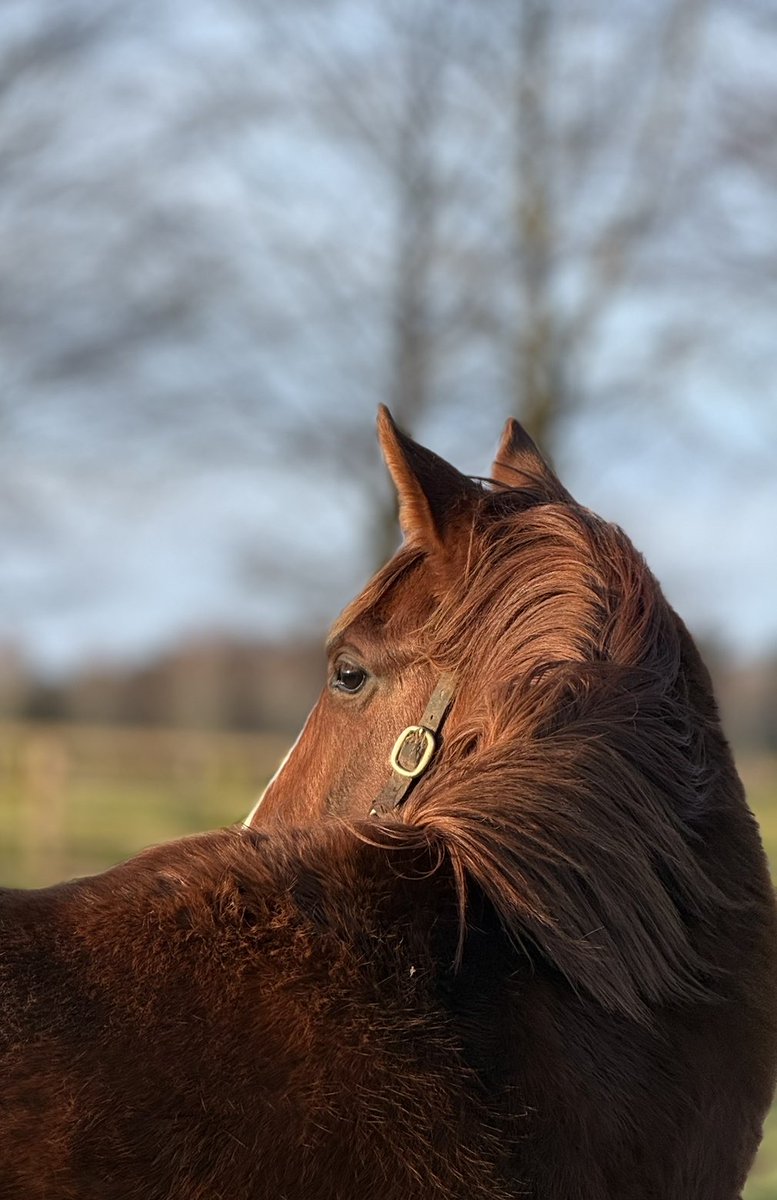 Irish National Stud tweet media