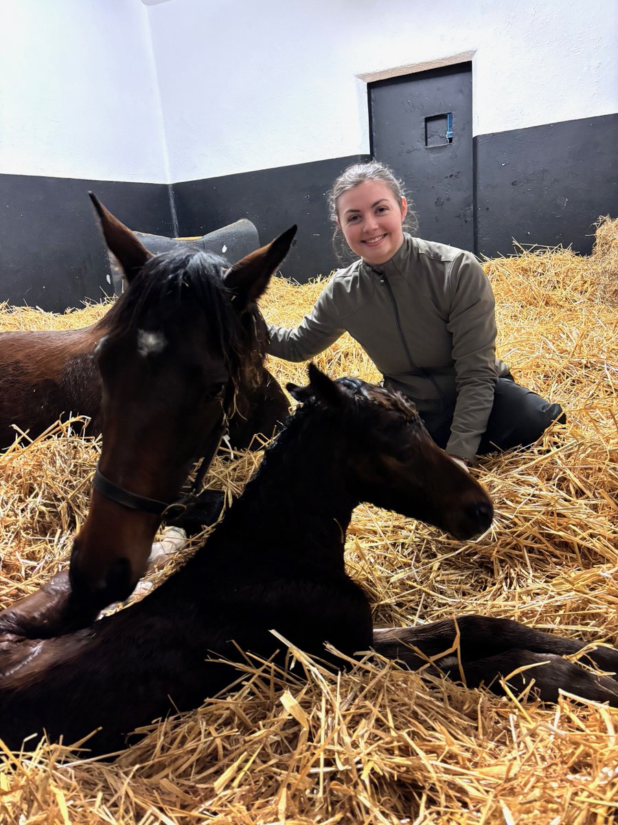 Irish National Stud tweet media