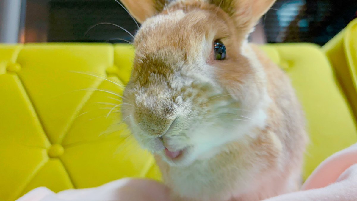 2月3日、うさぎさんが10歳になりました