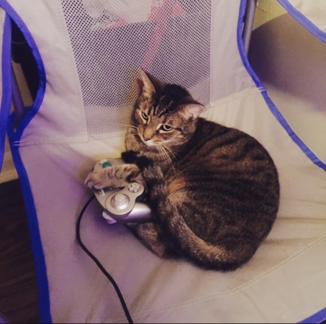 SYF | mudkyp tweet media