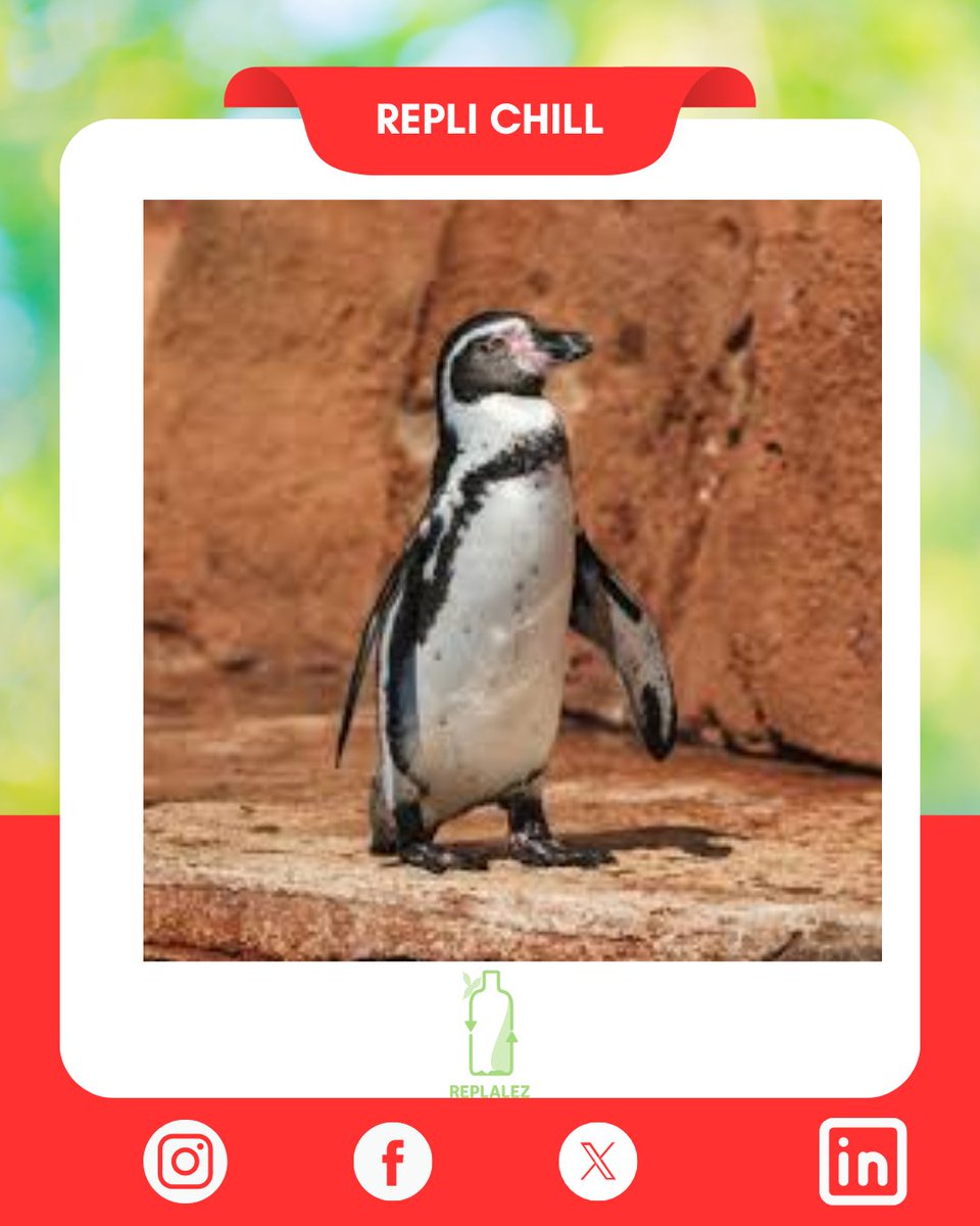 Replalez tweet media