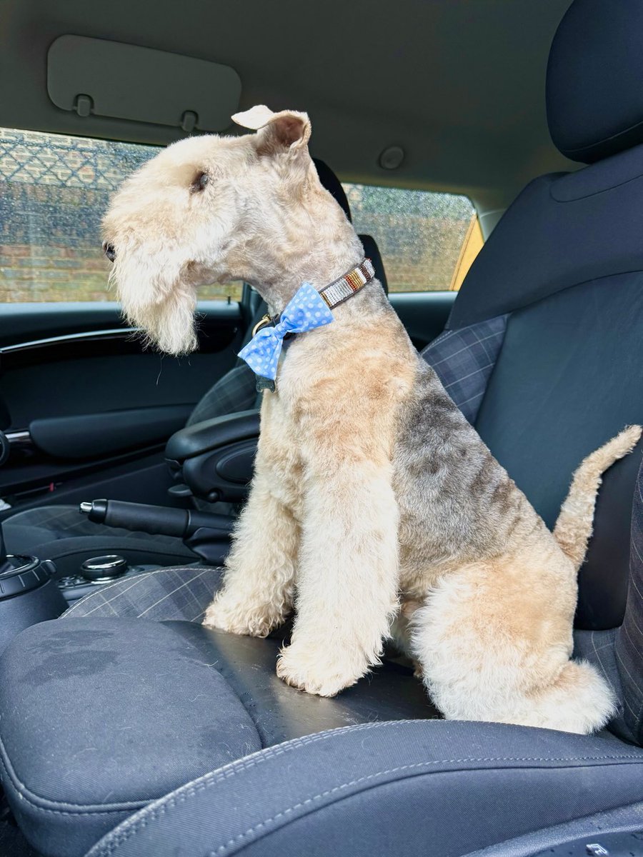 bertie_lakeland's tweet photo. How do I look ❤️ https://t.co/04dwNJC0tY