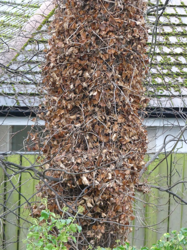 george hogg tweet media