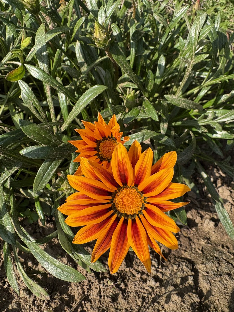 Margarita Engle tweet media