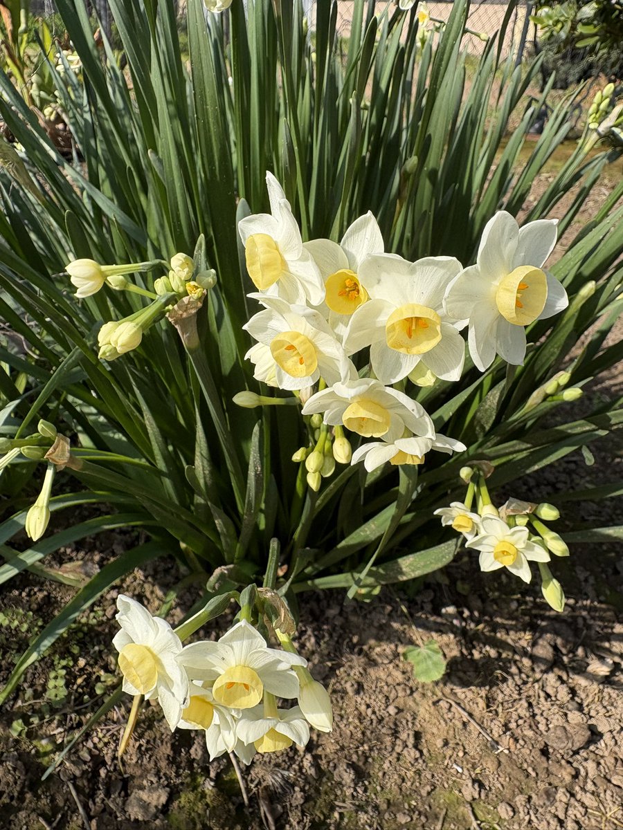 Margarita Engle tweet media