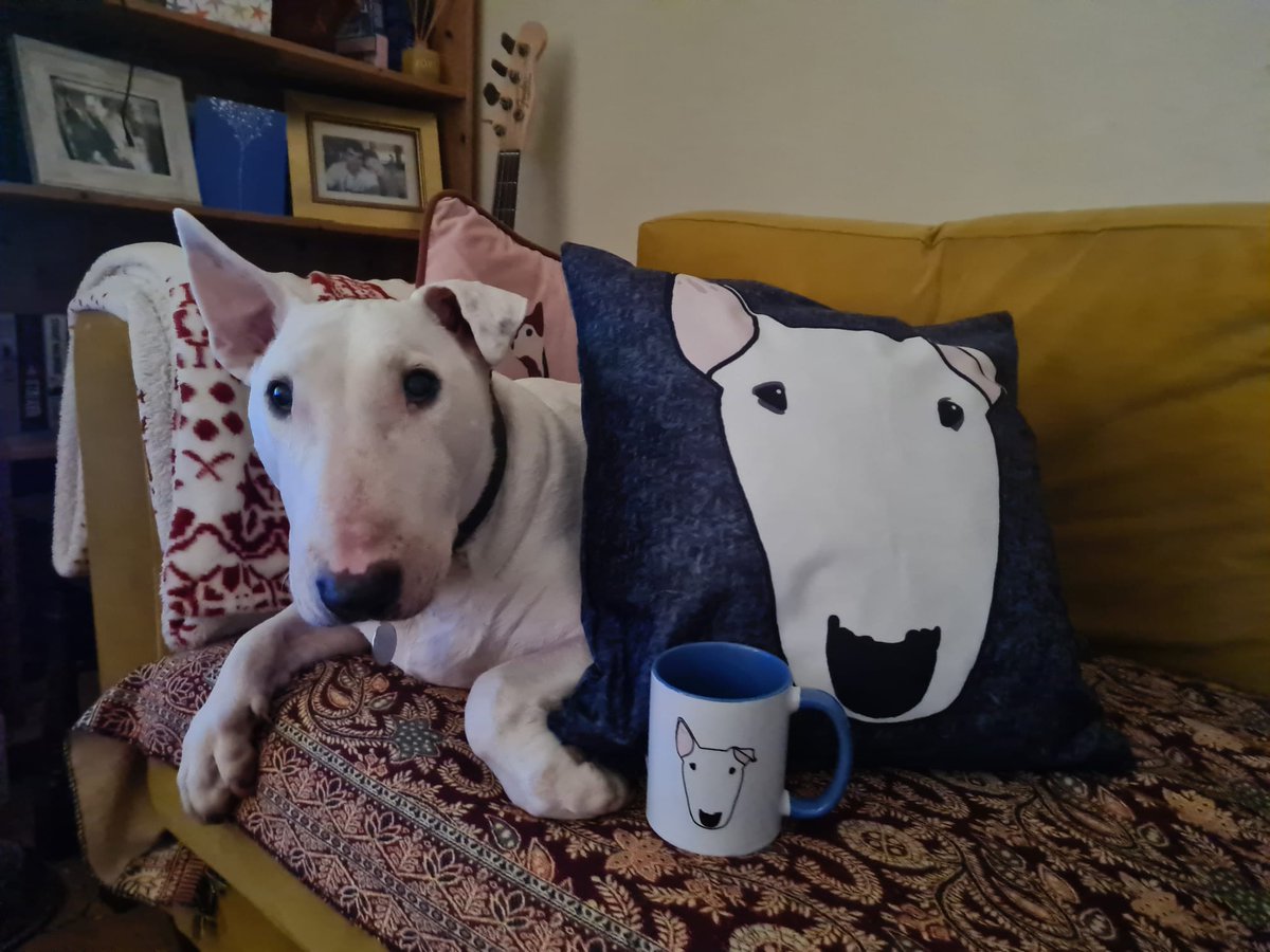 pippa__jane's tweet photo. What do you mean these are not presents for me mumma? They've literally got my face on them?! #bullterriers ๐ฅฐ๐๐๐พโค๏ธ๐พ https://t.co/HAX0grEA7e