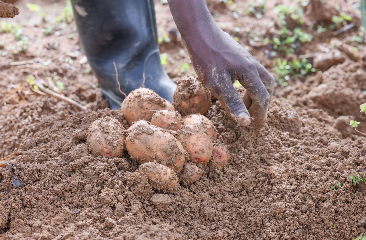 Within the framework of the Rwanda Agri-Biotech Program, which aims to enhance potato production alongside other target crops and contribute to food security, RAB today conducted a harvesting exercise at the Kitabi Confined Field Trial site in <a href="/Nyamagabe/">Nyamagabe District</a> District.