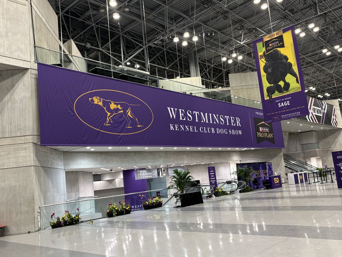 Daisy, Stanley and Gloria, Parson Russell Terriers tweet media