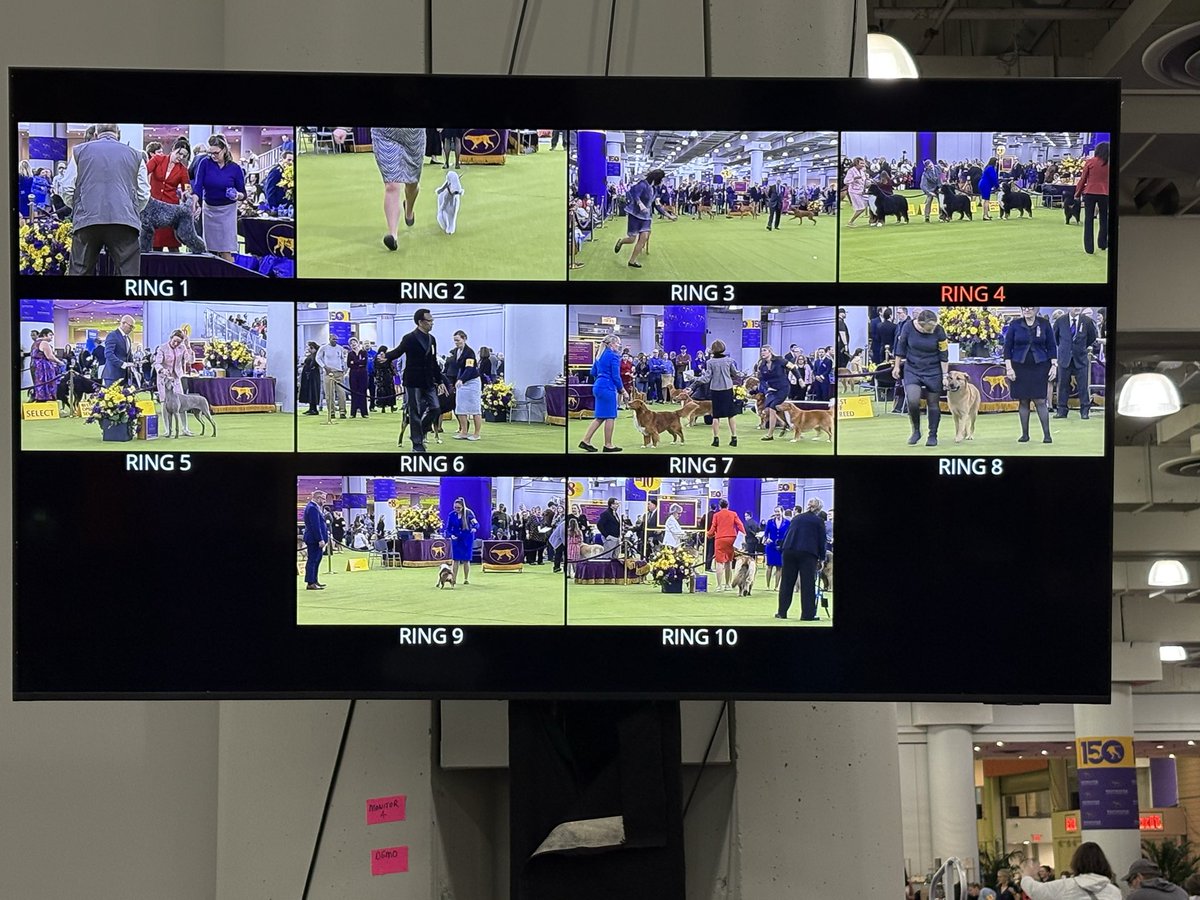 Daisy, Stanley and Gloria, Parson Russell Terriers tweet media