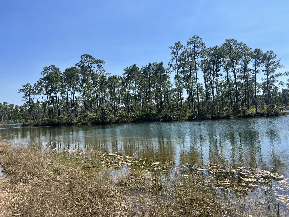 byejudymoody's tweet image. fantasizing about Florida the way people do about Japan