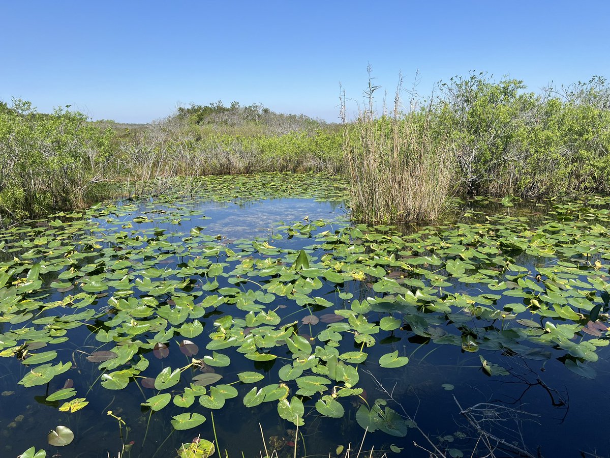 byejudymoody's tweet image. fantasizing about Florida the way people do about Japan