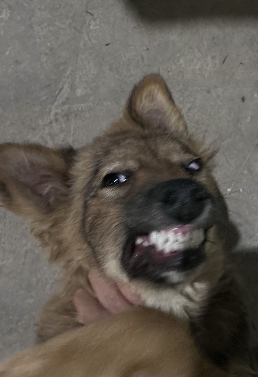 twaniimals's tweet image. 