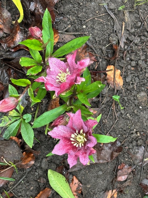 Friends of Roundhay Park tweet media