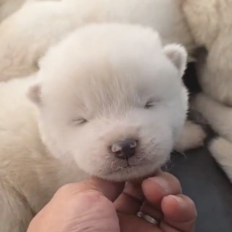 똥개 운학 tweet media