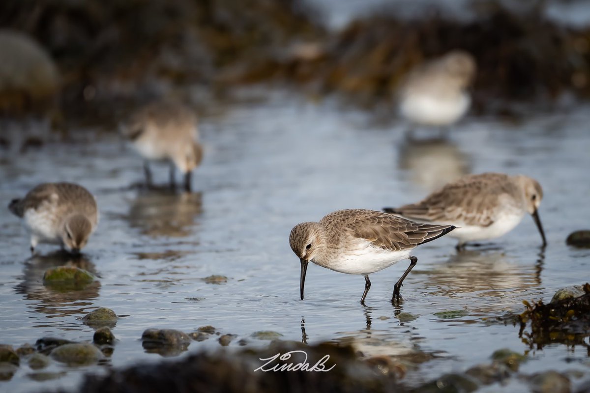 LSBofEBB's tweet image. 🤎
Seafood...

It's dinner time for the Dunlins, and they are putting their long beaks to work to go digging for what the sea provides.  

#godscreatures #shorebirds #atlanticcoast #massachusetts #wildlife #getoutdoors #photographer #taketime