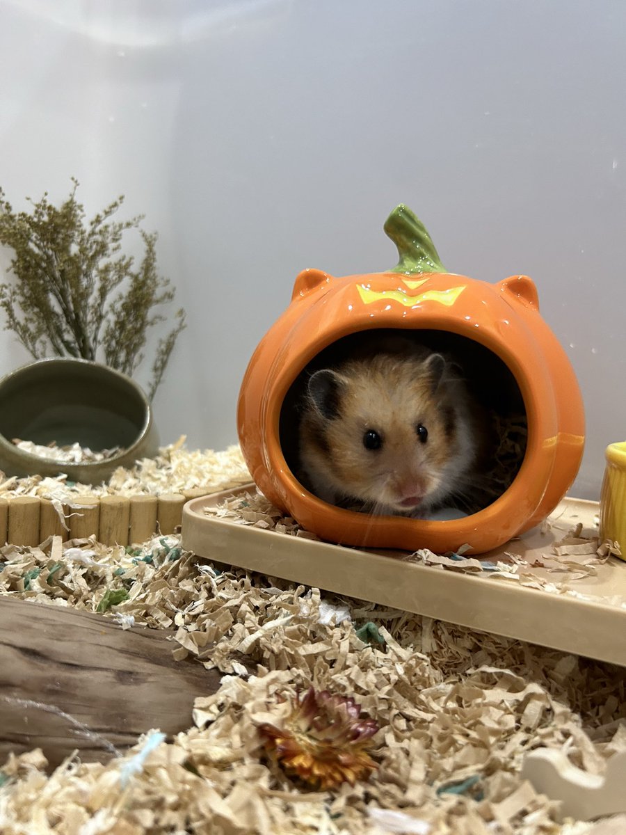 sele_ily's tweet photo. @bardanslm Izin share. Hamster mahluk soliter jd pastikan 1 kandang = 1 ekor. Induk &amp; anak bs digabung sampe estimasi usia 6-8mgg lalu dipisah. 

Serbuk kayu bisa pakai merk chipsi (non perfume)/vitakraft/pakai paper bedding. Follow ig @/adoptahammy.id buat info lbh lanjut. https://t.co/cquzVzUmcj