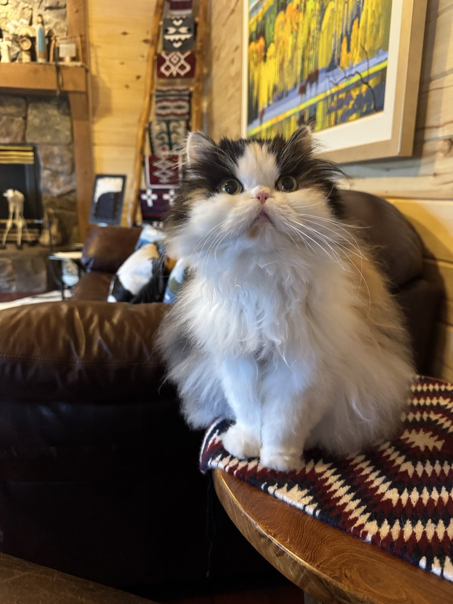 Doris lessing tweet media